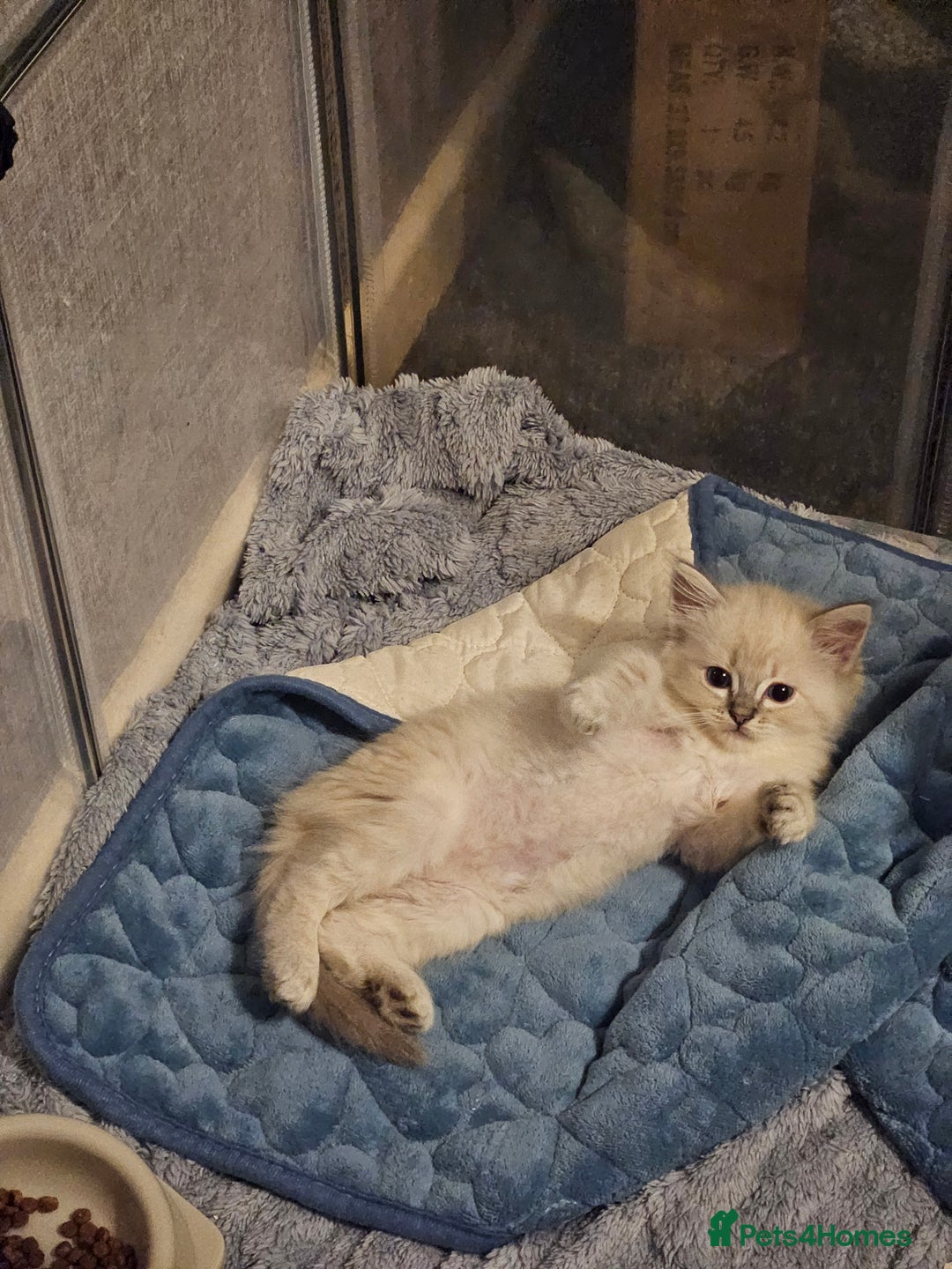 Ragdoll cats for sale: Lilac and blue tica ans Gccf registered ragdolls. - Image 18
