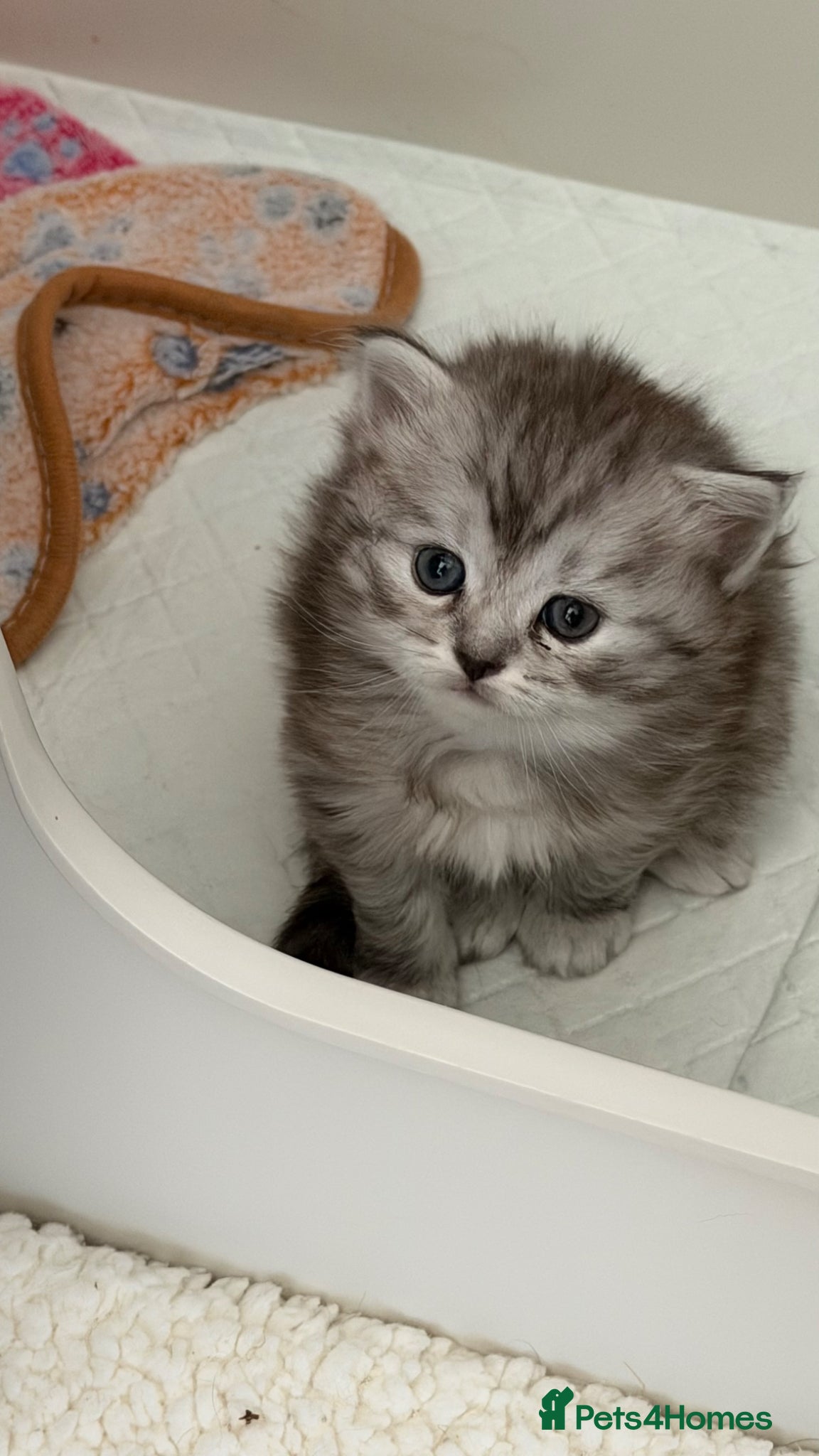 Persian cats Chinchilla Persian kittens  - Advert 4