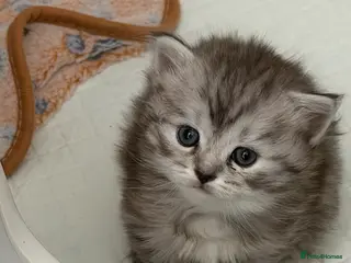 Persian cats Chinchilla Persian kittens - Advert 4