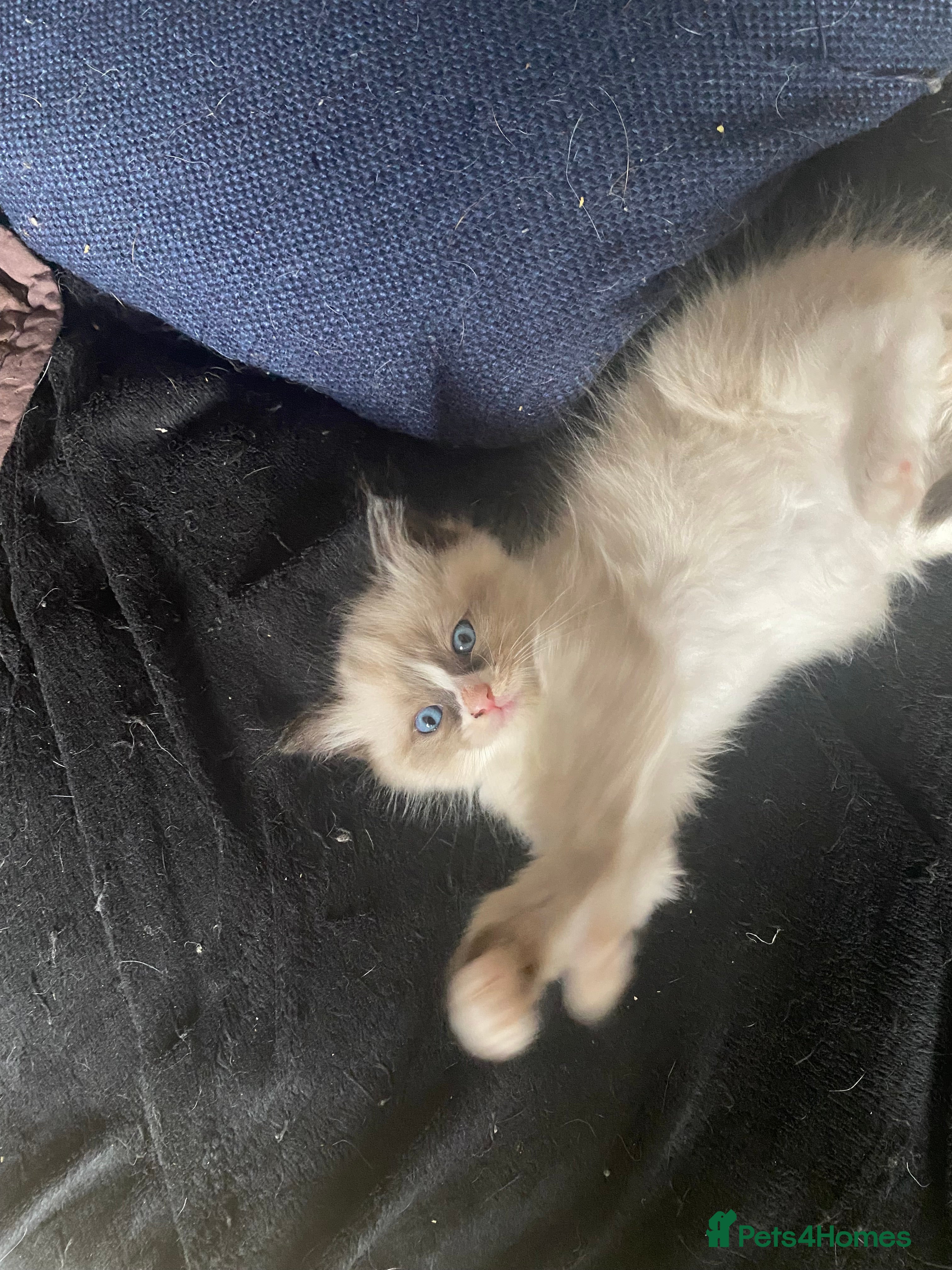 Ragdoll cats Stunning Fluffy Ragdoll kittens - Advert 11