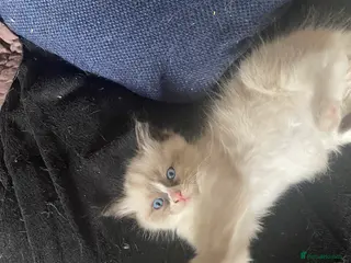 Ragdoll cats Stunning Fluffy Ragdoll kittens - Advert 11