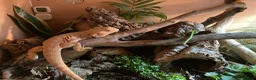 Bearded Dragon reptiles for sale: Bearded Dragon + 4ft Viv LumenIZE Setup - Advert 4