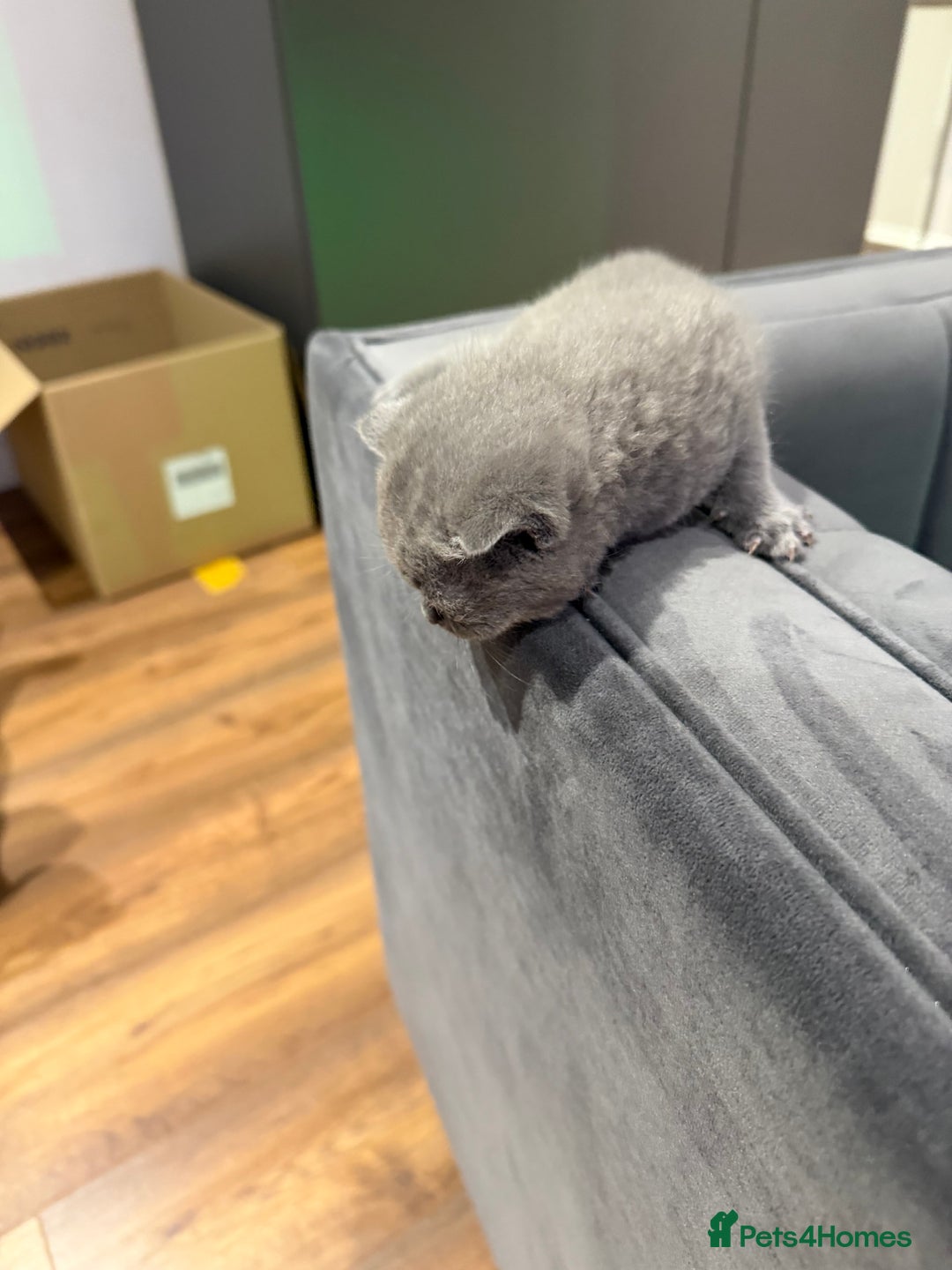 British Shorthair cats for sale: British short hair  - Advert 6