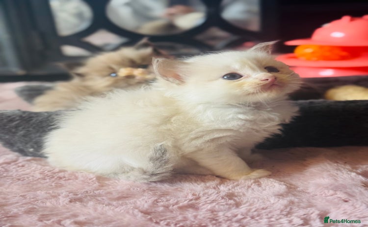 Ragdoll cats - Advert 3