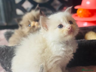 Ragdoll cats - Advert 5