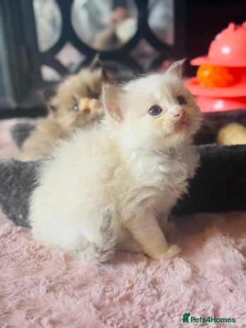 Ragdoll cats - Advert 1