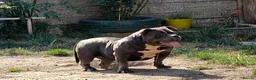 American Bully dogs for sale: American Bully Pocket Puppies ready for new Homes - Advert 2