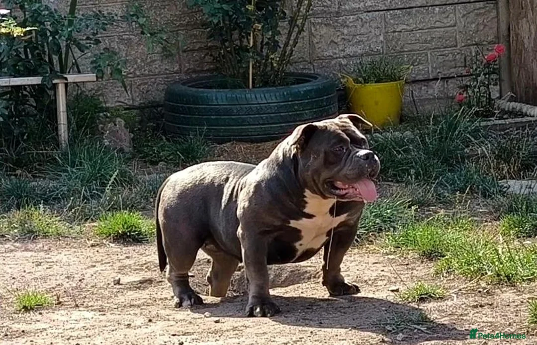 American Bully dogs for sale: American Bully Pocket Puppies ready for new Homes - Advert 2