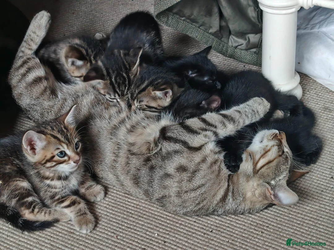 Mixed Breed cats for sale: Bengal Mix Kittens in Penrith - Advert 2