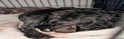 Cockapoo dogs for sale: F2b cockapoo pups health test parents - Advert 9