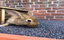 Mixed Breed rabbits for sale: Mother and daughter looking for their new home. - Image 3