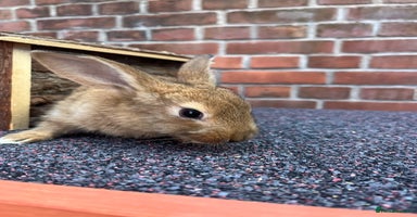 Mixed Breed rabbits - Advert 6