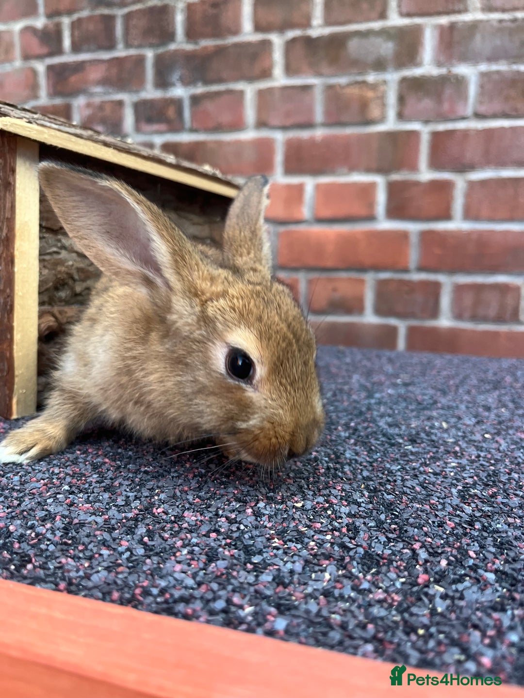 Mixed Breed rabbits for sale: Mother and daughter looking for their new home. - Image 3