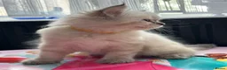 Ragdoll cats for sale: Ragdool x kittens in Scunthorpe - Advert 15
