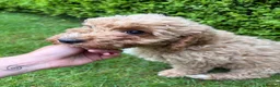 Cockapoo dogs for sale: Cockapoo Puppies!! 🐶  - Advert 30