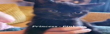 Princess