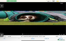 Border Collie dogs for sale: Border collie puppies for sale!!!❤️ - Image 20