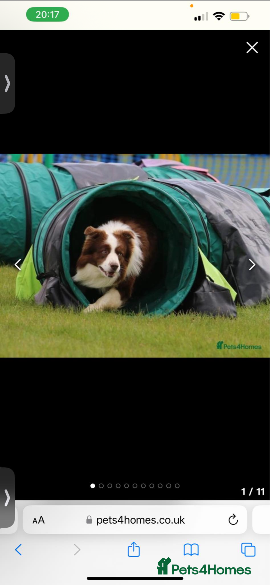 Border Collie dogs for sale: Border collie puppies for sale!!!❤️ - Image 20