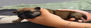 Mixed Breed 5