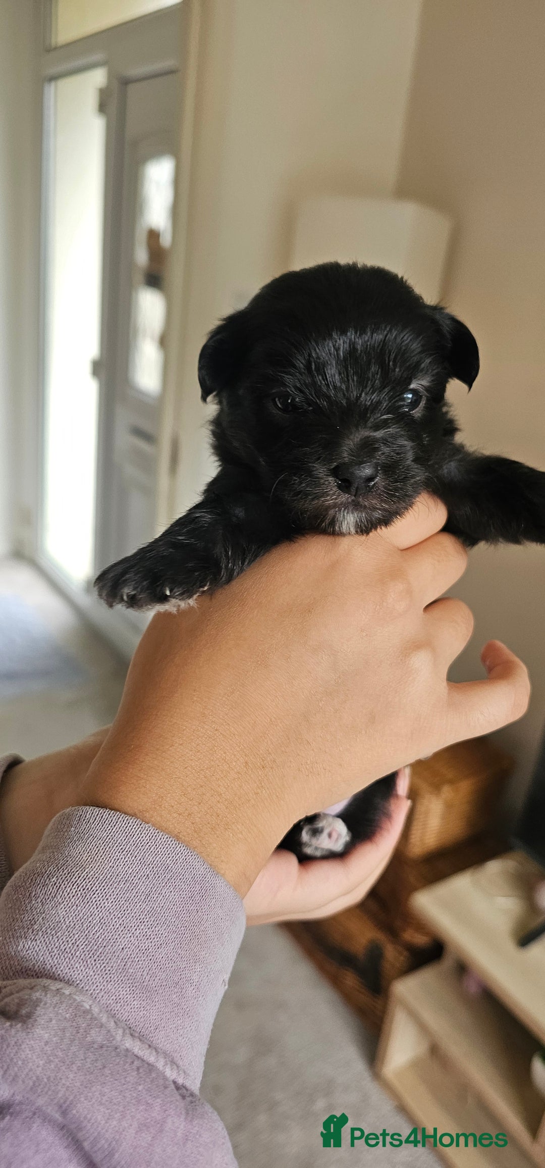 Morkie dogs for sale: 🐶 Adorable Morkie Puppies 🐶 - Image 7