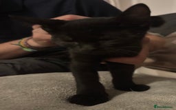 Domestic Shorthair cats for sale: 2 Female Kittens  - Image 22