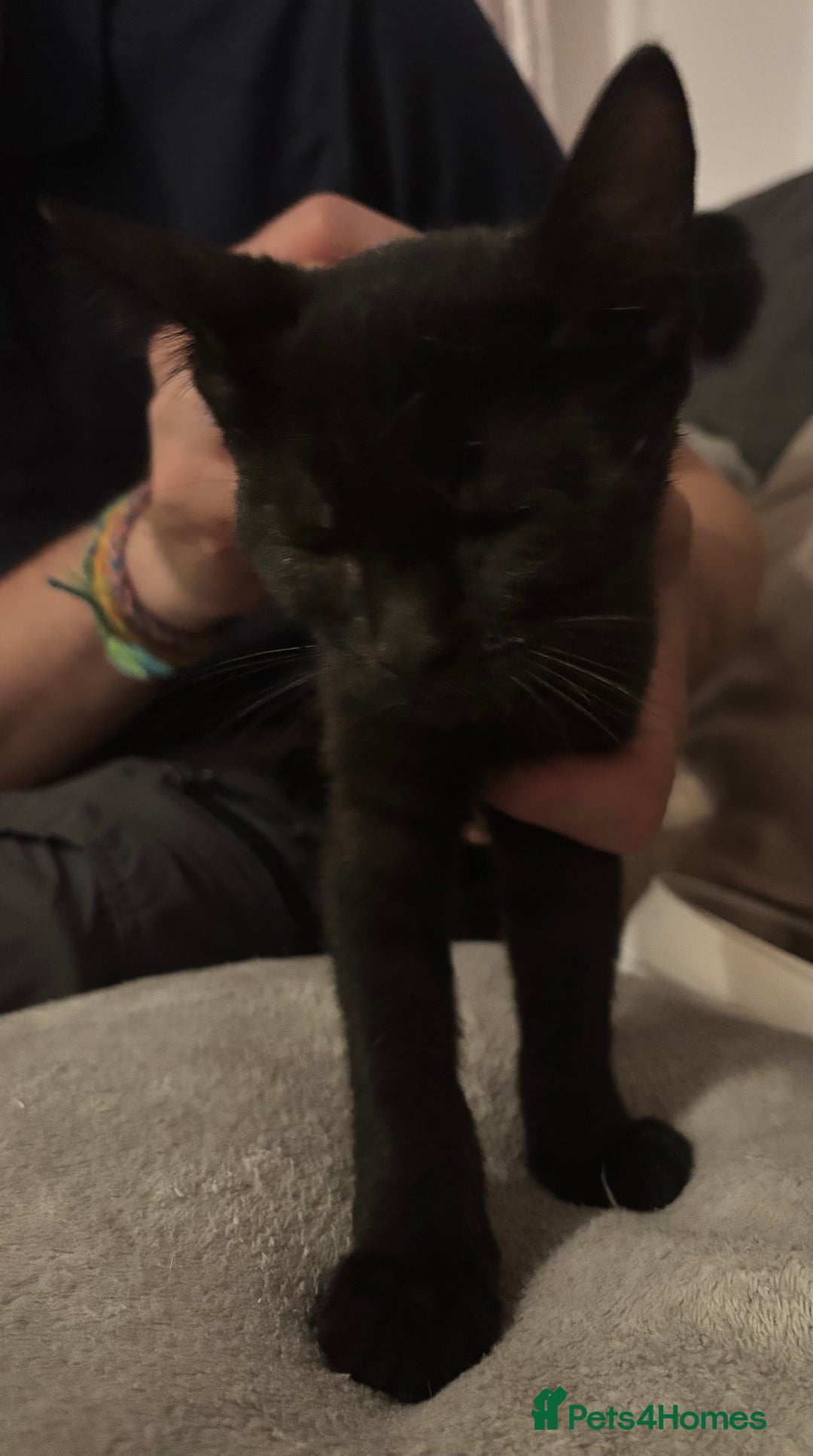 Domestic Shorthair cats for sale: 2 Female Kittens  - Image 22