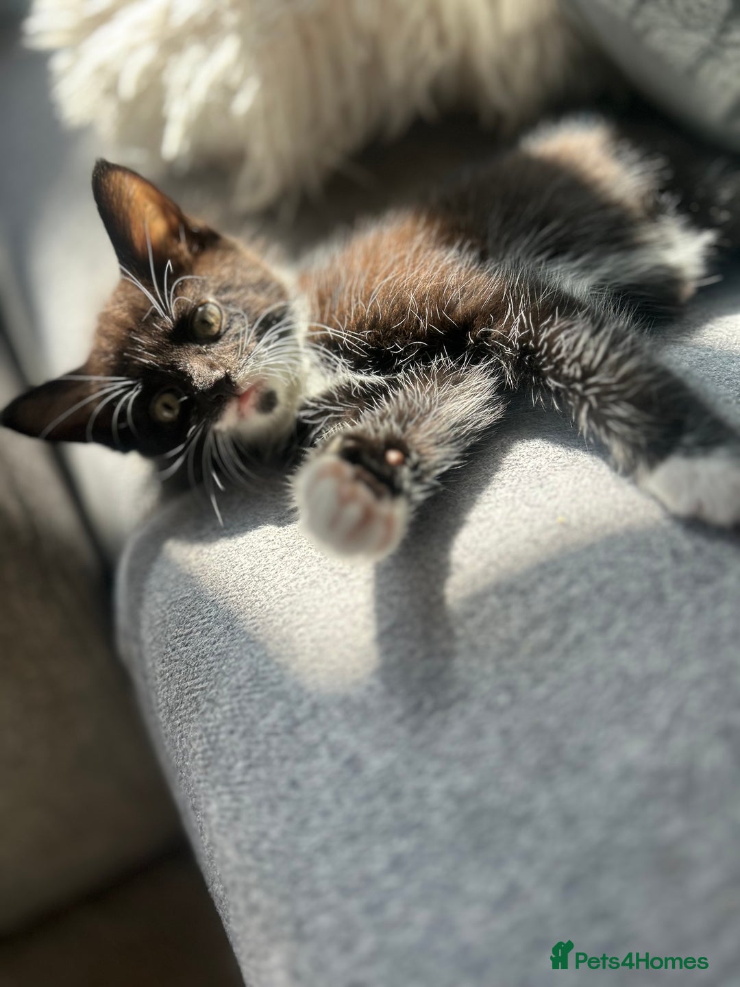 Maine Coon cats for sale: 1/2 Maine coon, 1 boy left. 8 weeks & ready to go - Image 5