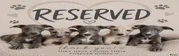 Greyhound dogs for sale: Greyhound puppies 2 male 1 female left - Advert 4
