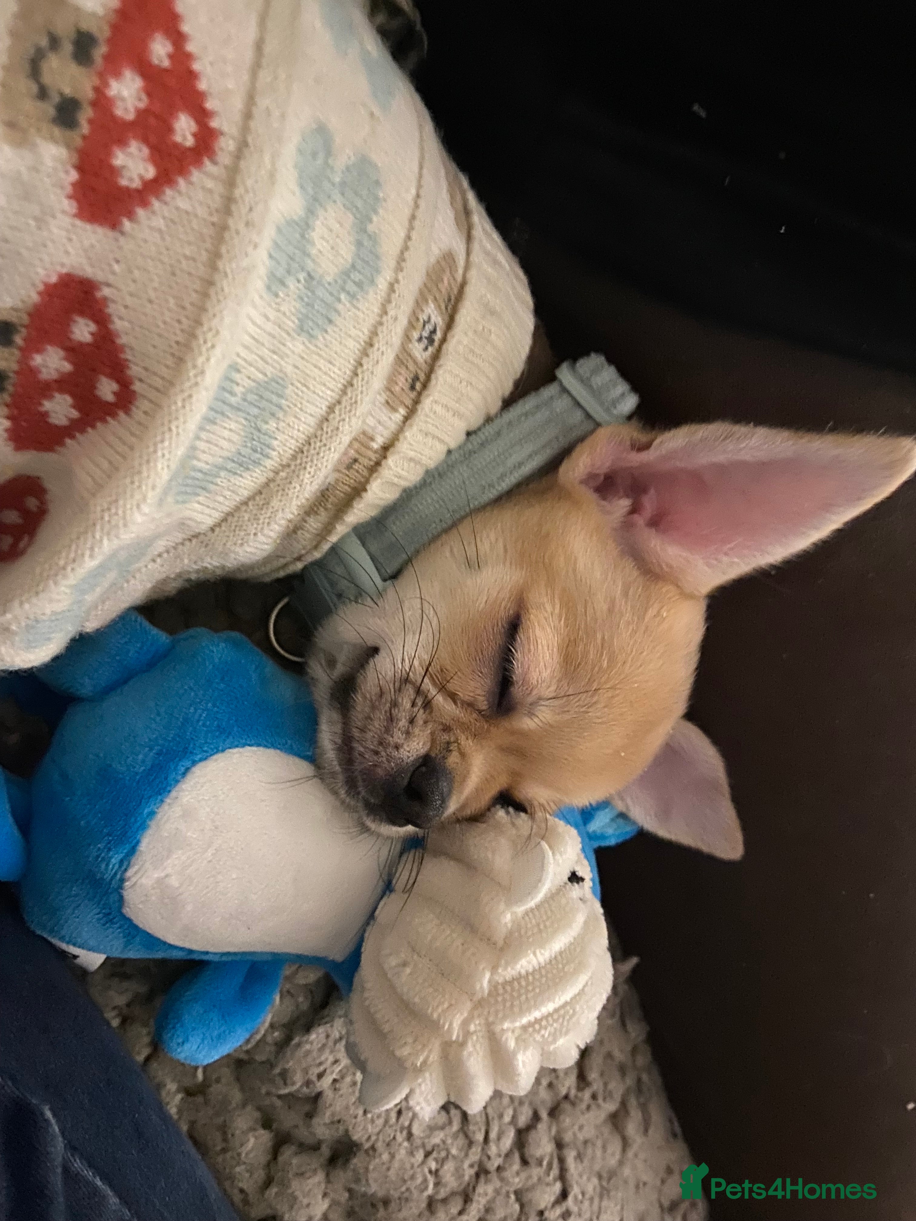 Chihuahua dogs Adorable and cute Chihuahua Boy 12 wks - Advert 3