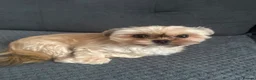 Mixed Breed dogs for stud: I'm looking for a partner Yorkie for my Cookie. - Advert 2