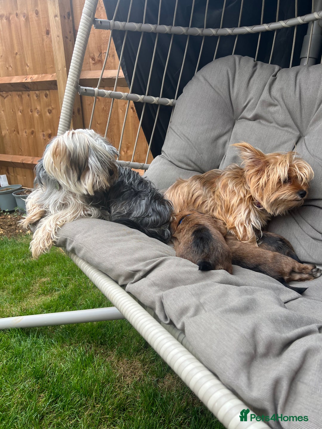 Yorkshire Terrier dogs for sale: Beautiful Chocolate Orange Yorkshire Terriers - Image 10
