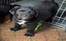 Mixed Breed dogs for sale: Central Aisian Shepard x Rottweiler - Image 11
