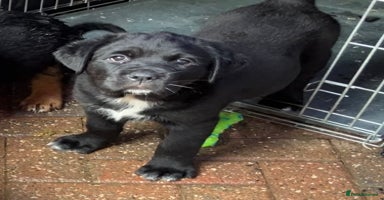 Mixed Breed dogs - Advert 13