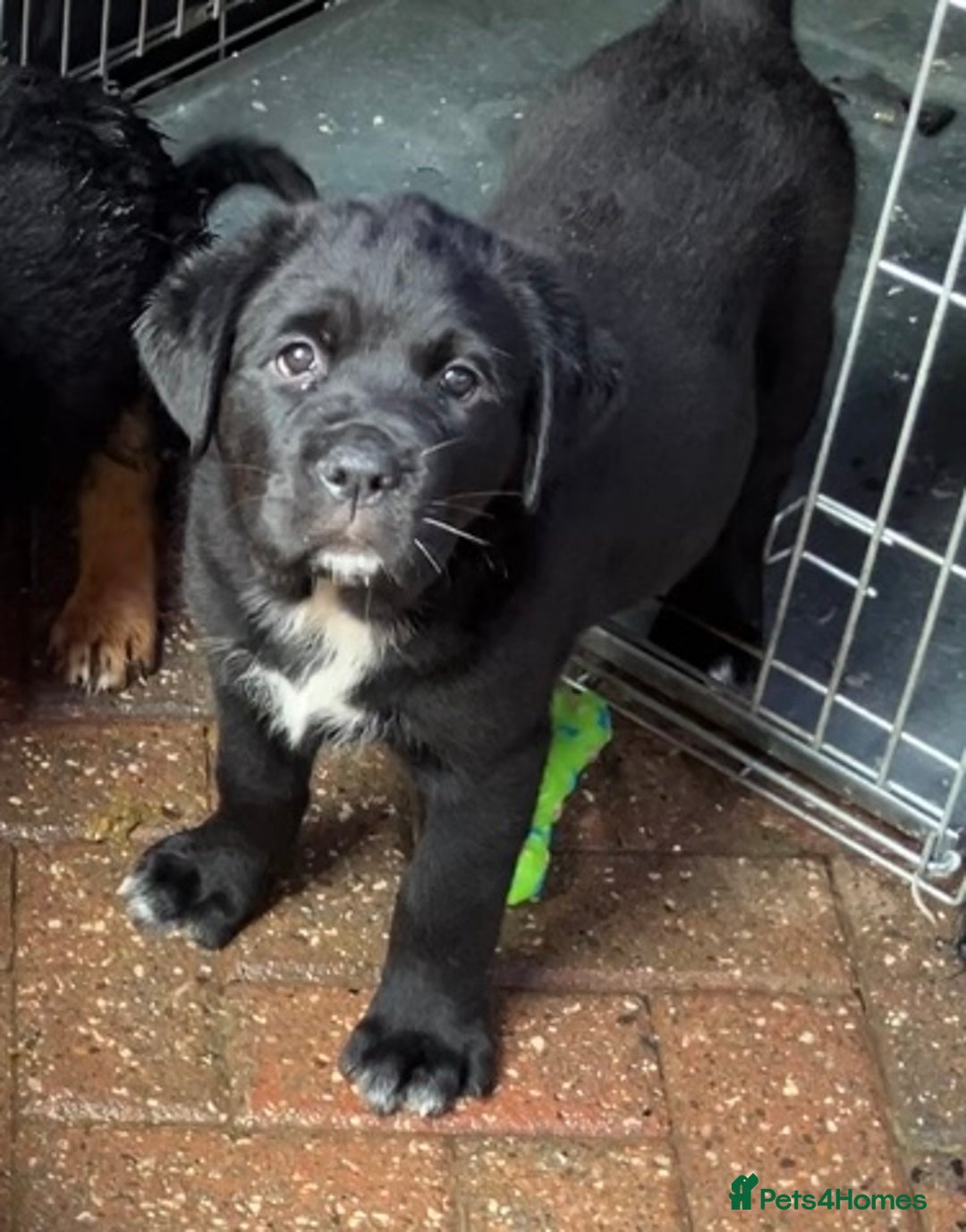 Mixed Breed dogs for sale: Central Aisian Shepard x Rottweiler - Image 11