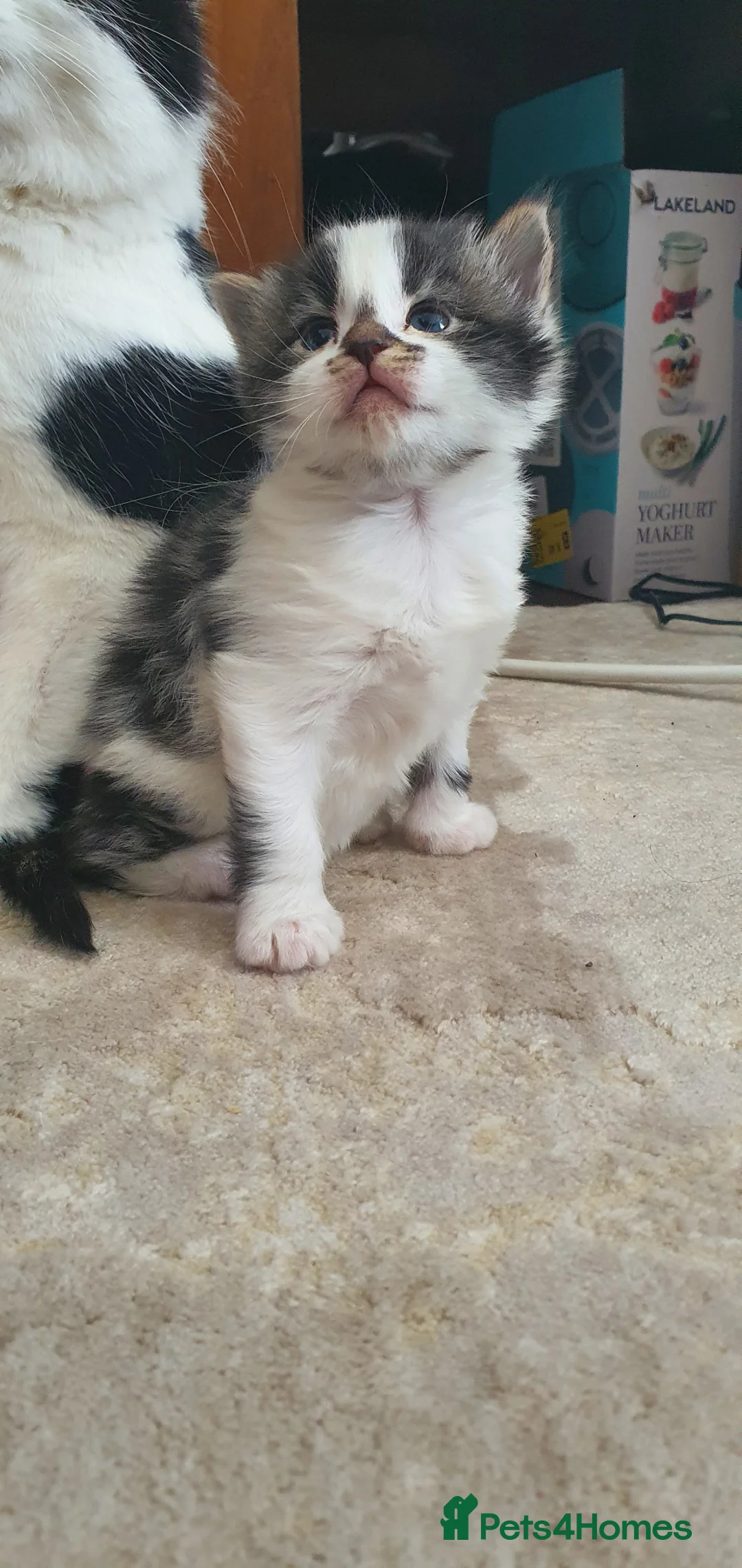 Persian cats for sale: Adorable Persian Cross Kittens - Advert 30