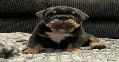 English Bulldog dogs Bulldogs with high dna - Advert 14
