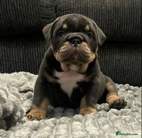 English Bulldog dogs Bulldogs with high dna - Advert 2