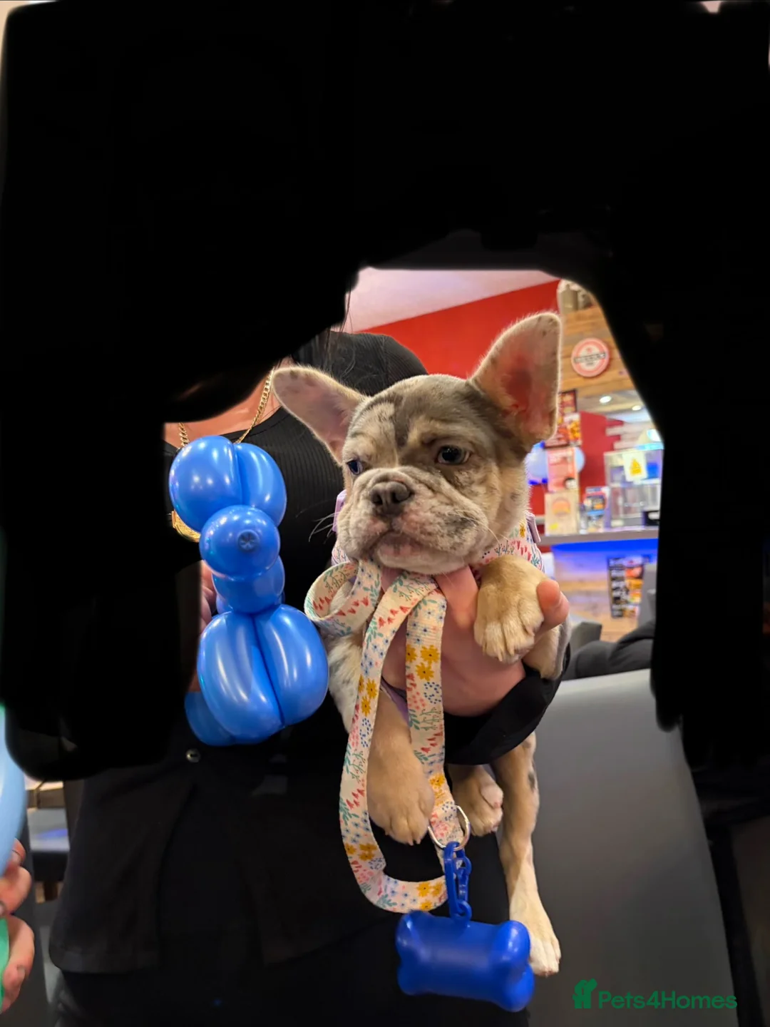 French Bulldog dogs for sale: French bulldog merl girl  in Retford - Advert 1