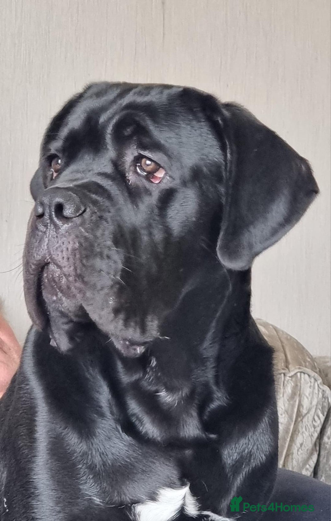 Cane Corso dogs for sale: Stunning Male Cane Corso for sale - 8 months - Advert 1