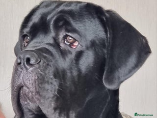 Cane Corso dogs Stunning Male Cane Corso for sale - 8 months - Advert 1