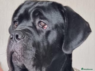 Cane Corso dogs Stunning Male Cane Corso for sale - 8 months - Advert 18