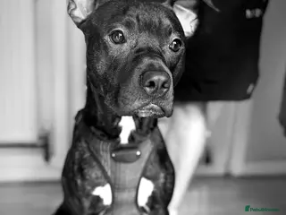 Mixed Breed dogs Brindle Staffordshire bull terrier cross - Advert 1