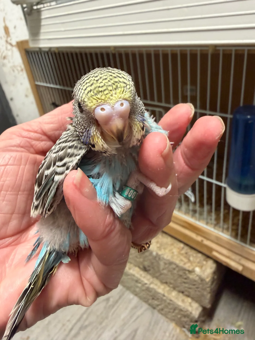 Budgerigars birds for sale: Hand Tame Budgie Chicks Ready End Feb / March  - Advert 6