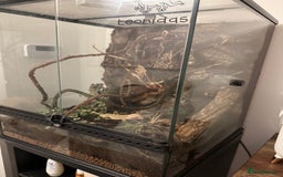 Gecko reptiles for sale: Adult Crested Gecko  - Image 3