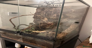 Gecko reptiles - Advert 10
