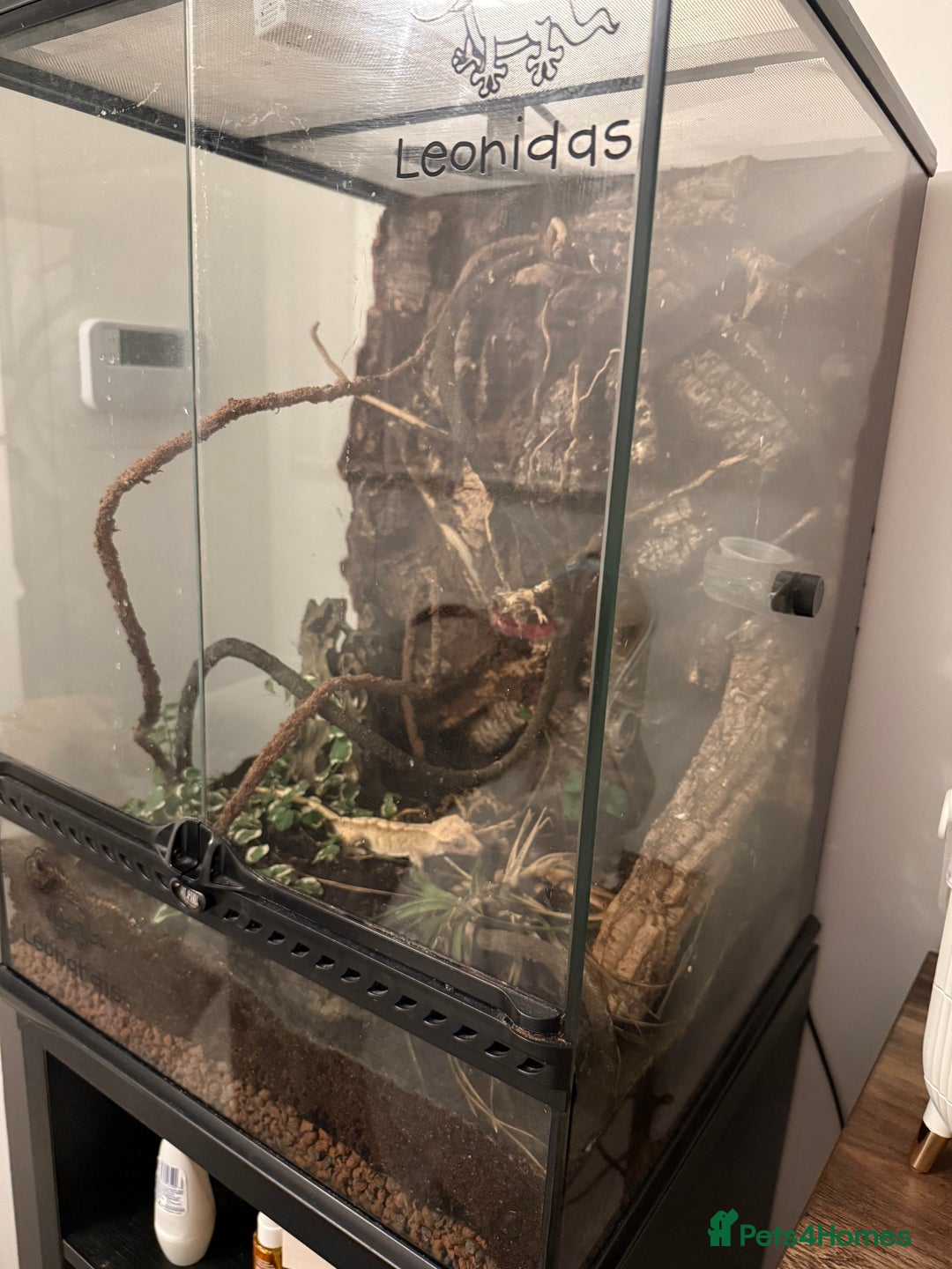 Gecko reptiles for sale: Adult Crested Gecko  - Image 3