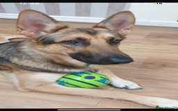 German Shepherd dogs for stud: KC sable male for stud  in Birmingham - Image 24