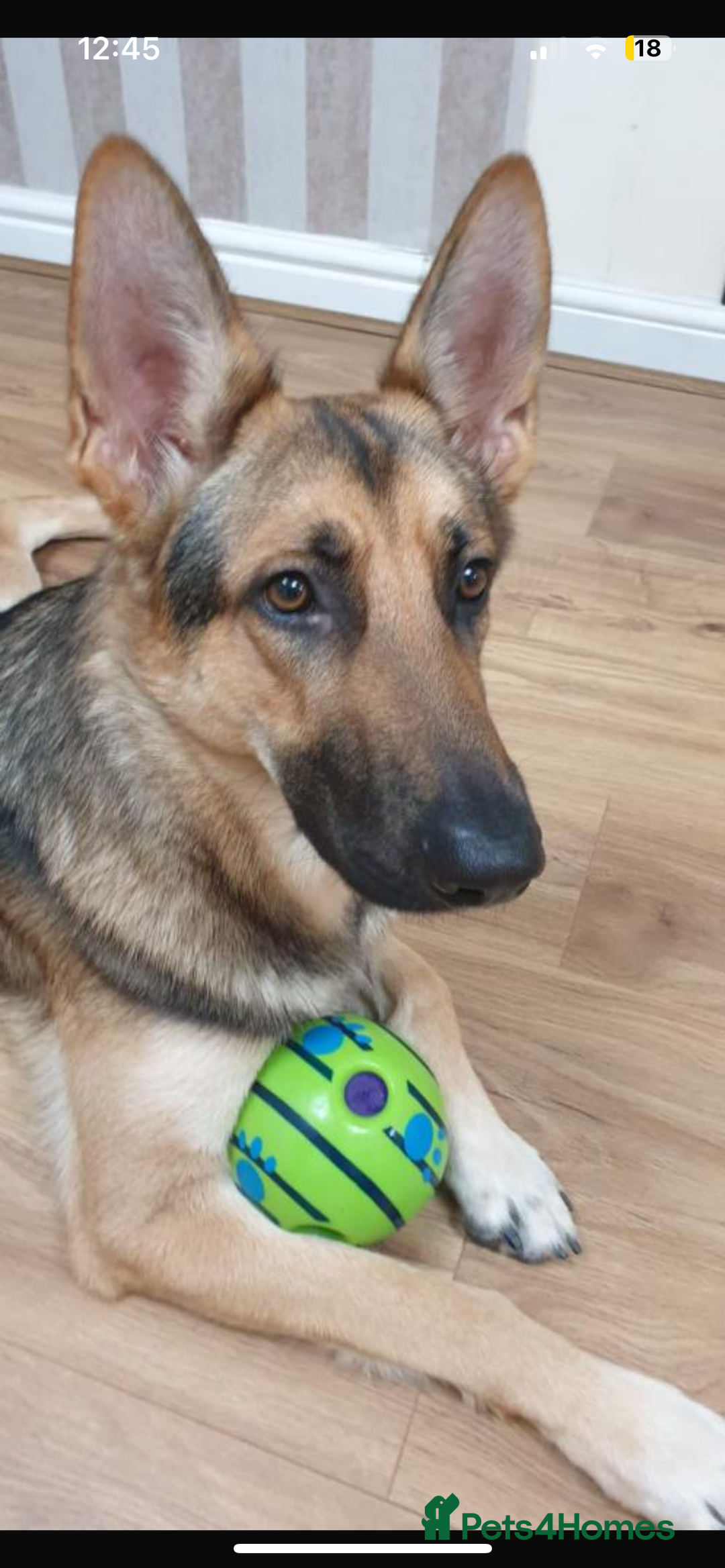 German Shepherd dogs for stud: KC sable male for stud  in Birmingham - Image 24