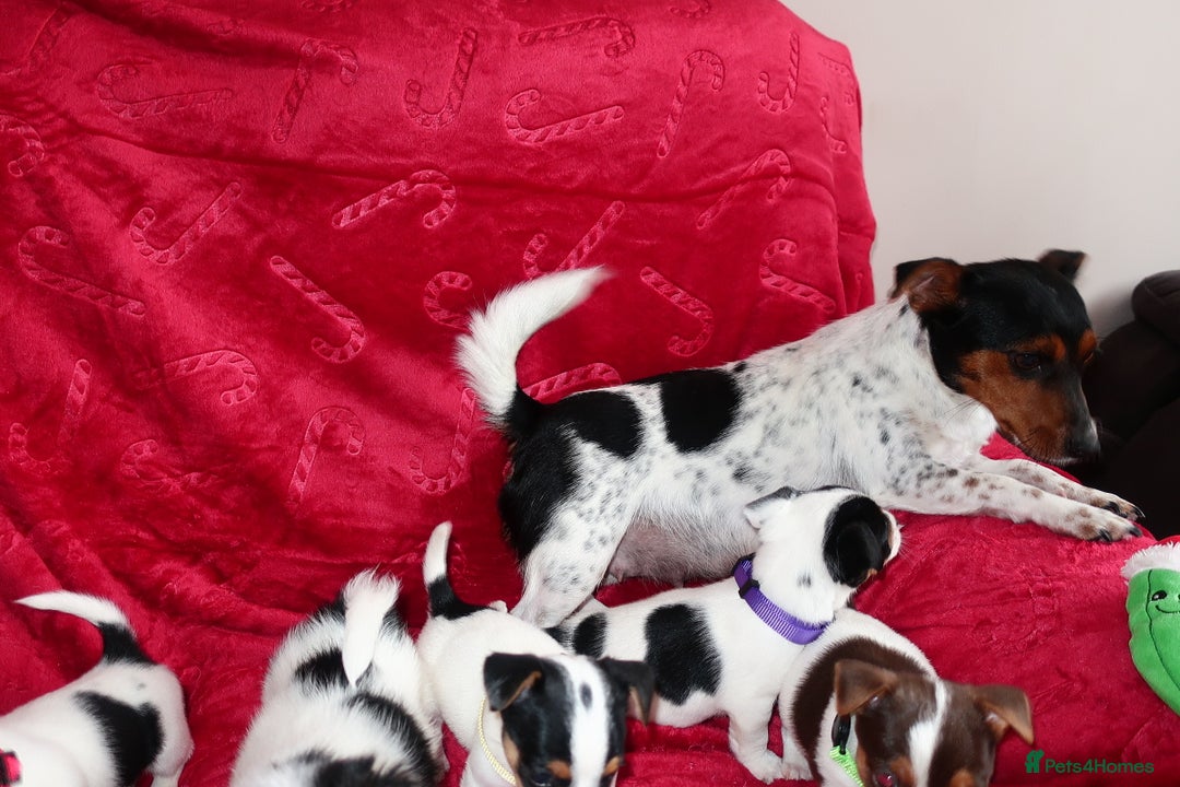 Jack Russell dogs for sale: Five beautiful Jack Russell's - Advert 17