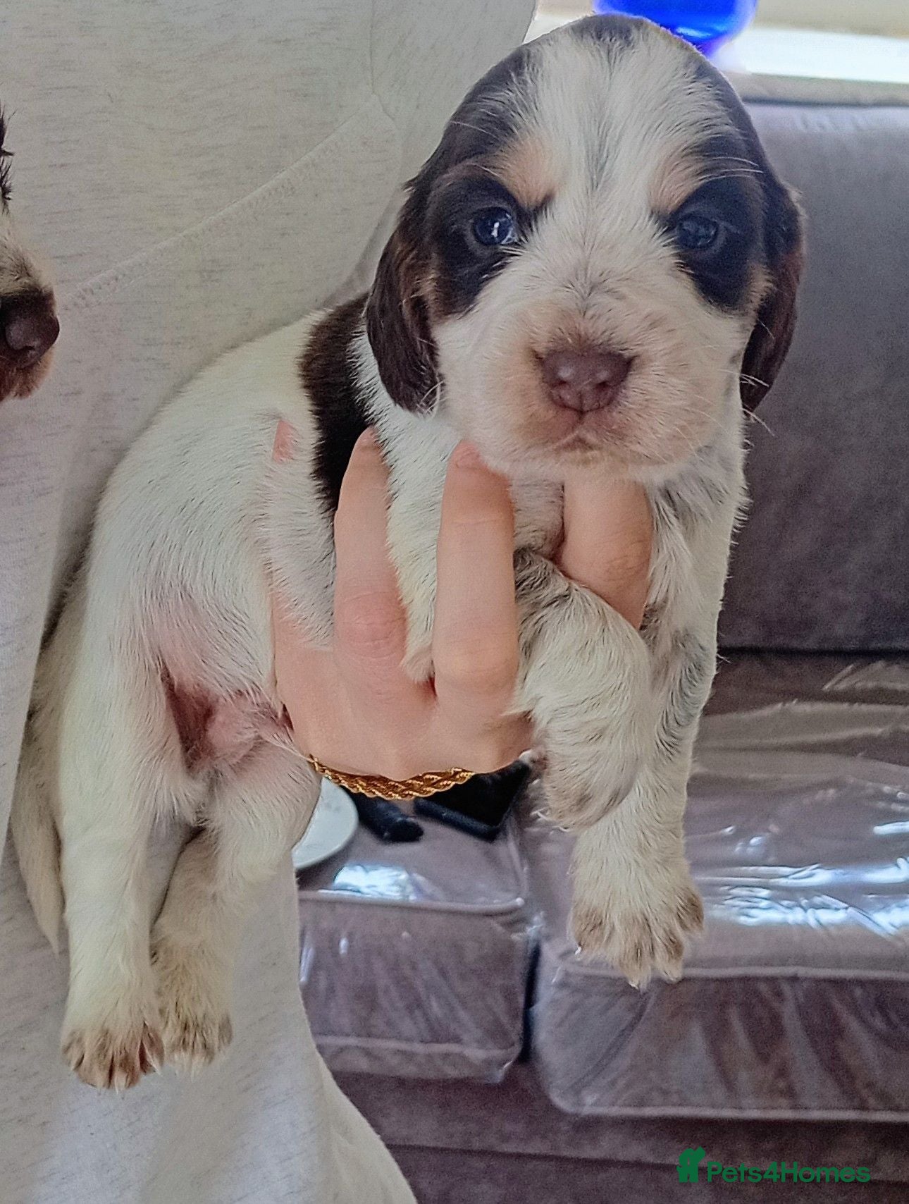 Cocker Spaniel dogs Cocker spaniel puppy's  - Advert 1
